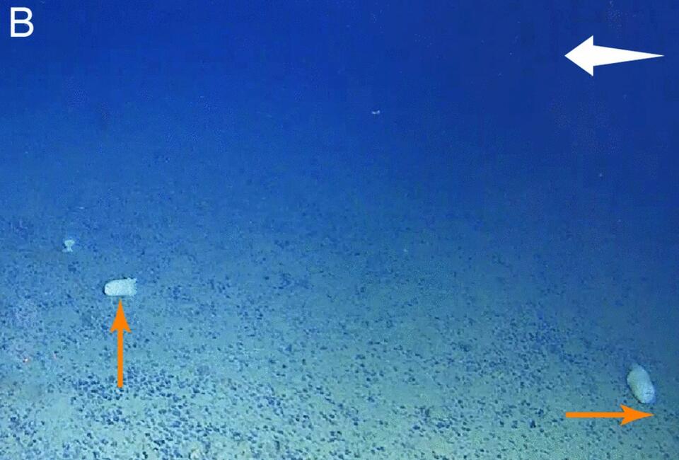 Deep-Sea Creatures Move Strange. So Do I