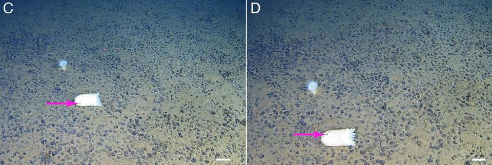 Deep-Sea Creatures Move Strange. So Do I