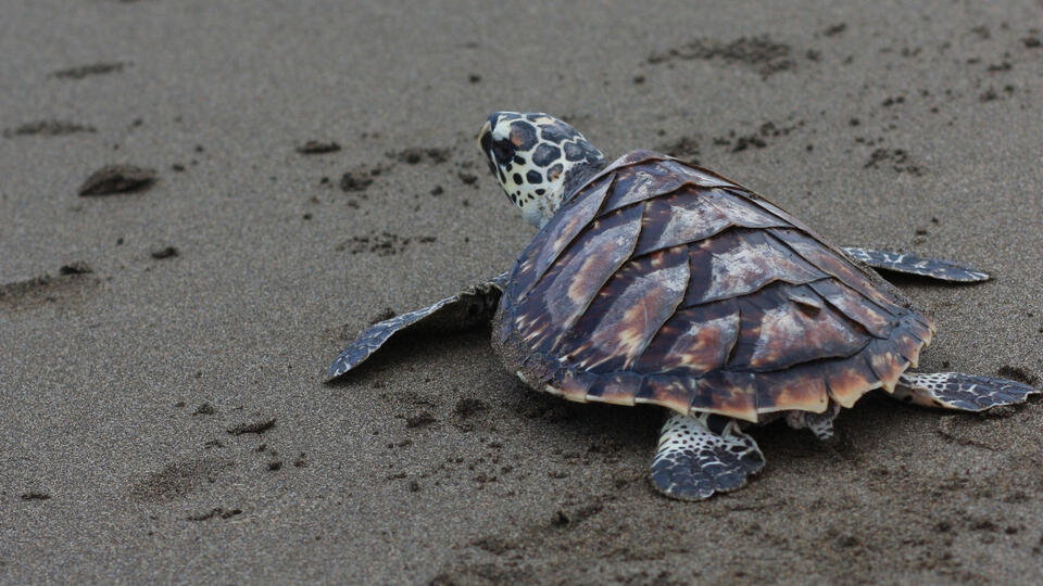 How Elton the sea turtle got a second chance