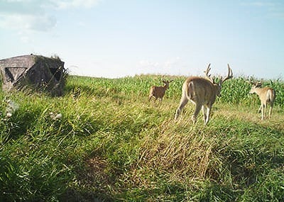 Don’t Buy Your Dream Deer Hunting Farm Too Soon