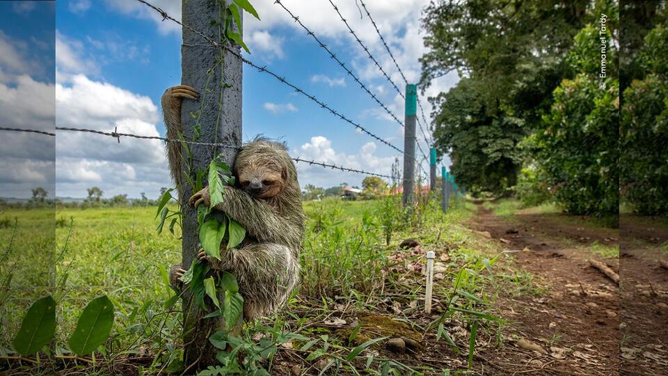 Wildlife Photo Drama: Sloth's Sad Reality 🦥