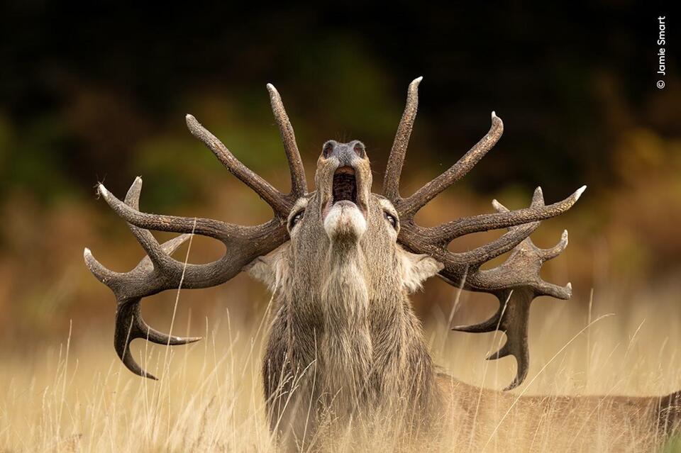 Secret Judges & Wild Plot Twists at Wildlife 📸