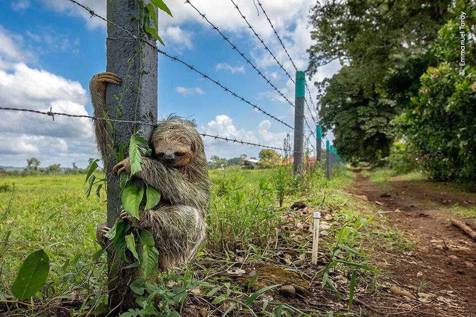 Secret Judges & Wild Plot Twists at Wildlife 📸