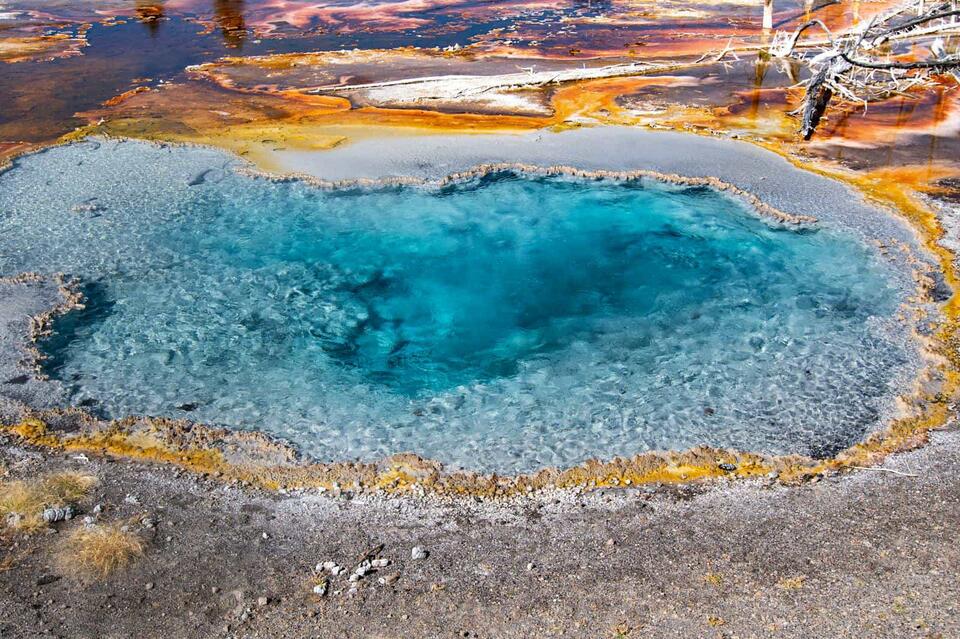 Wildlife Hotspots: Yellowstone vs. Katmai 🦅