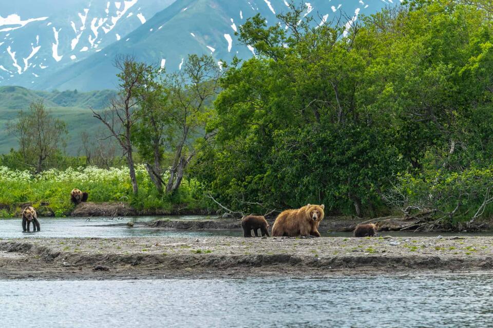 Wildlife Hotspots: Yellowstone vs. Katmai 🦅