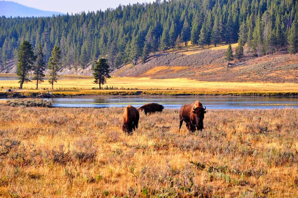 Wildlife Hotspots: Yellowstone vs. Katmai 🦅