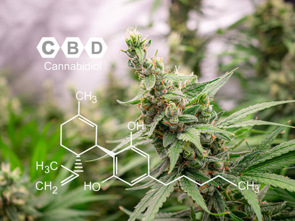 CBD Might Be a Game-Changer for Alzheimer’s