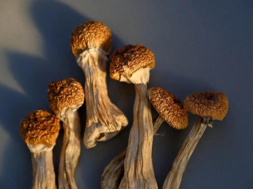 Magic Mushrooms Show Real Promise for Depression
