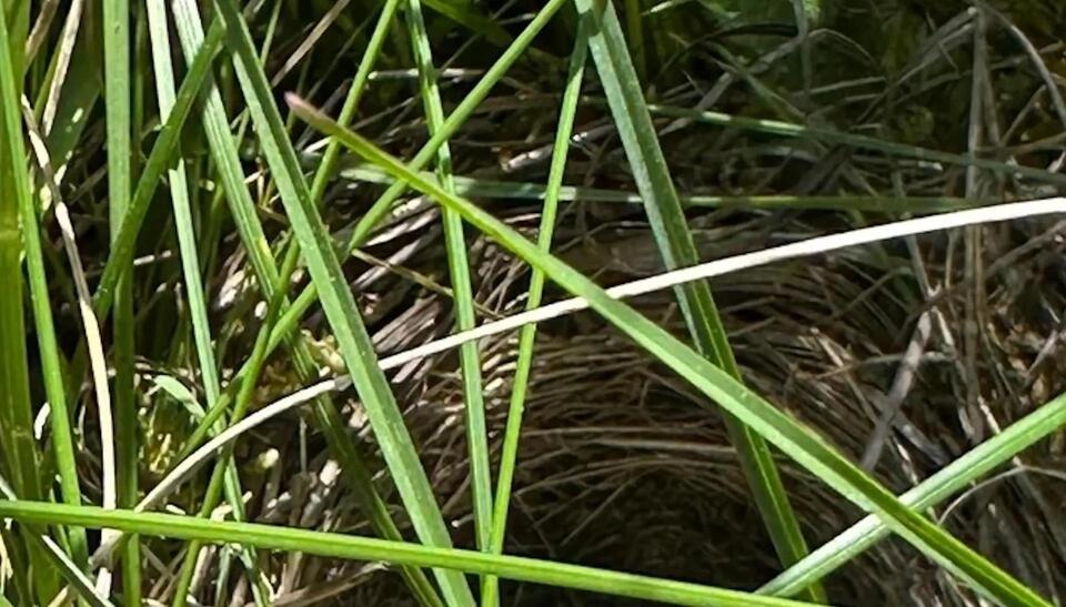 Wildlife surprise: Bird nest found in rewilded yard