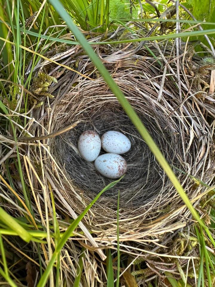 Wildlife surprise: Bird nest found in rewilded yard