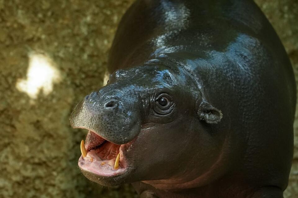 Toni the Hippo’s French Adventure!