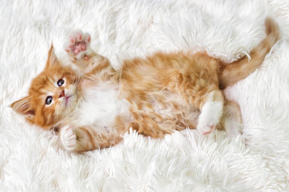 Kitten vs AirPods: The Ultimate Showdown