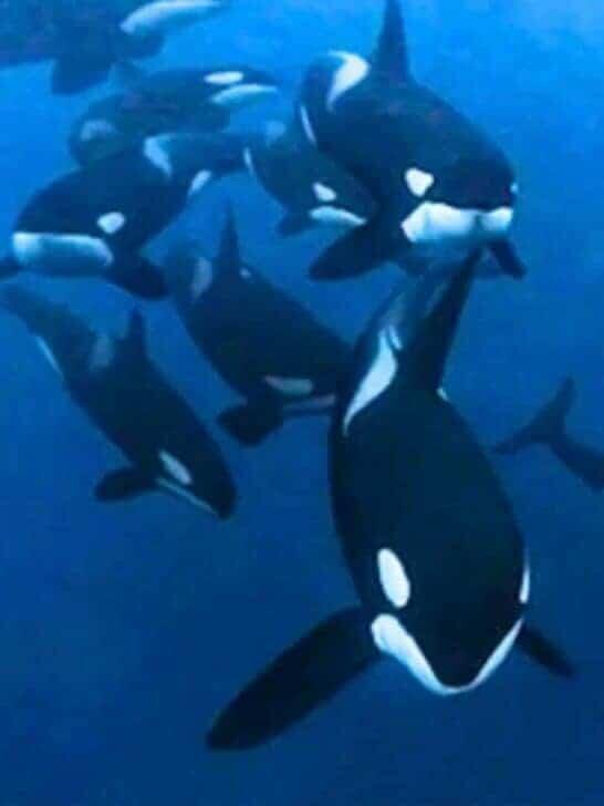 Orcas Are Sinking Boats—What’s Going On?