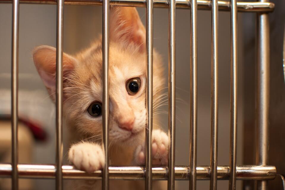 Cat’s nightly zoomies spark shelter return