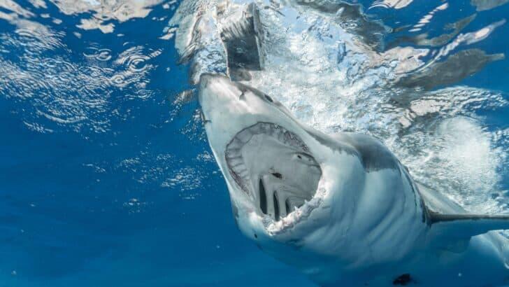 Florida divers uncover megalodon jaw