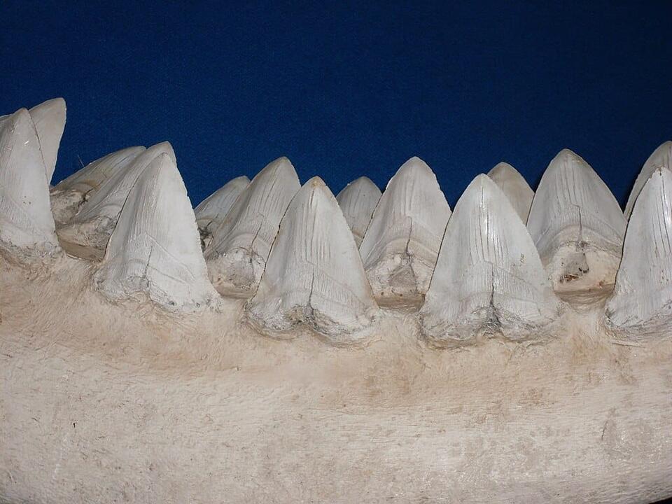 Florida divers uncover megalodon jaw