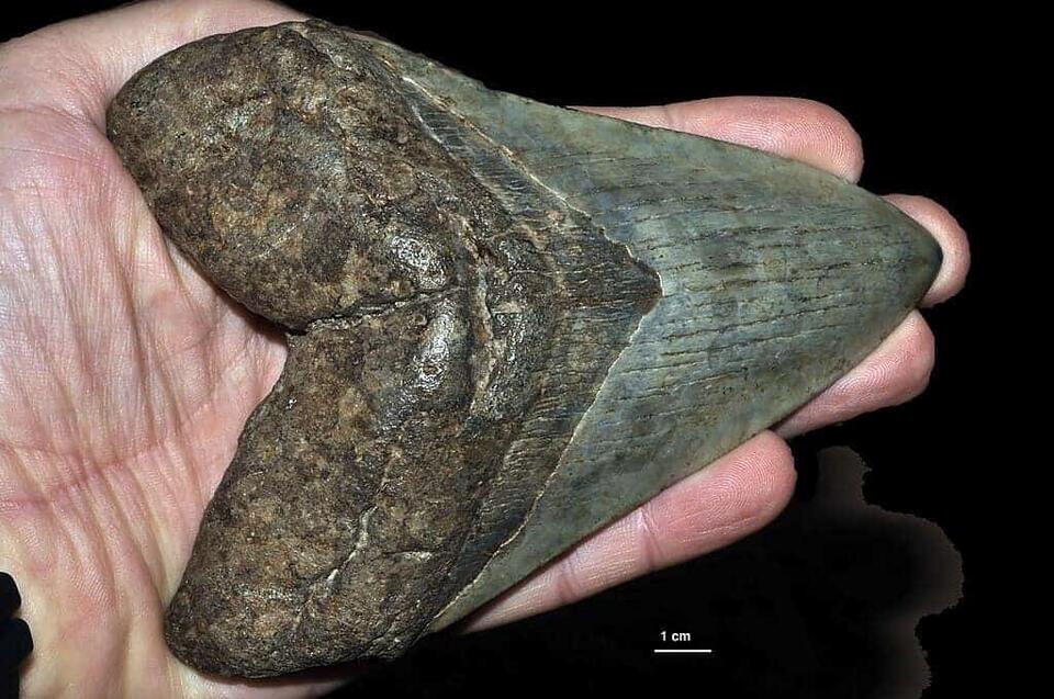 Florida divers uncover megalodon jaw