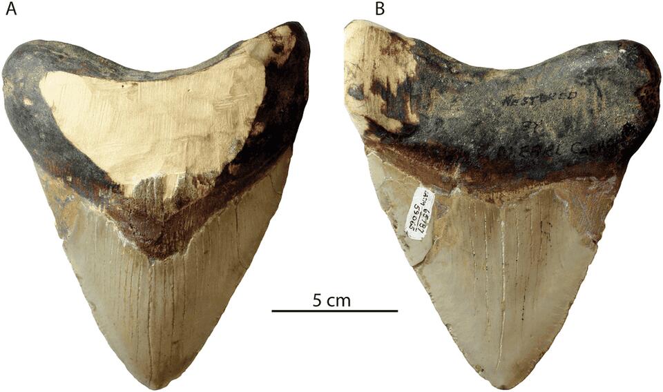 Florida divers uncover megalodon jaw
