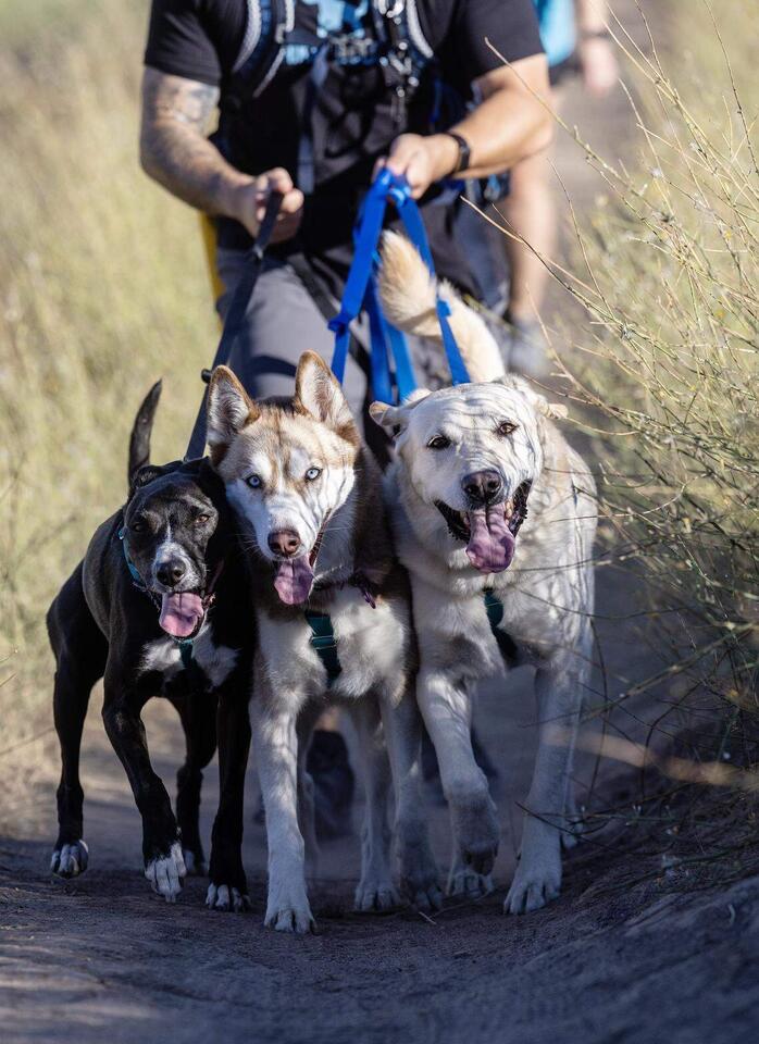Boise’s Bark Bus brings dog adventures to life