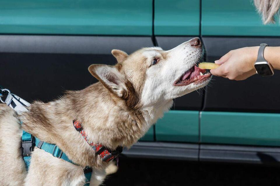 Boise’s Bark Bus brings dog adventures to life