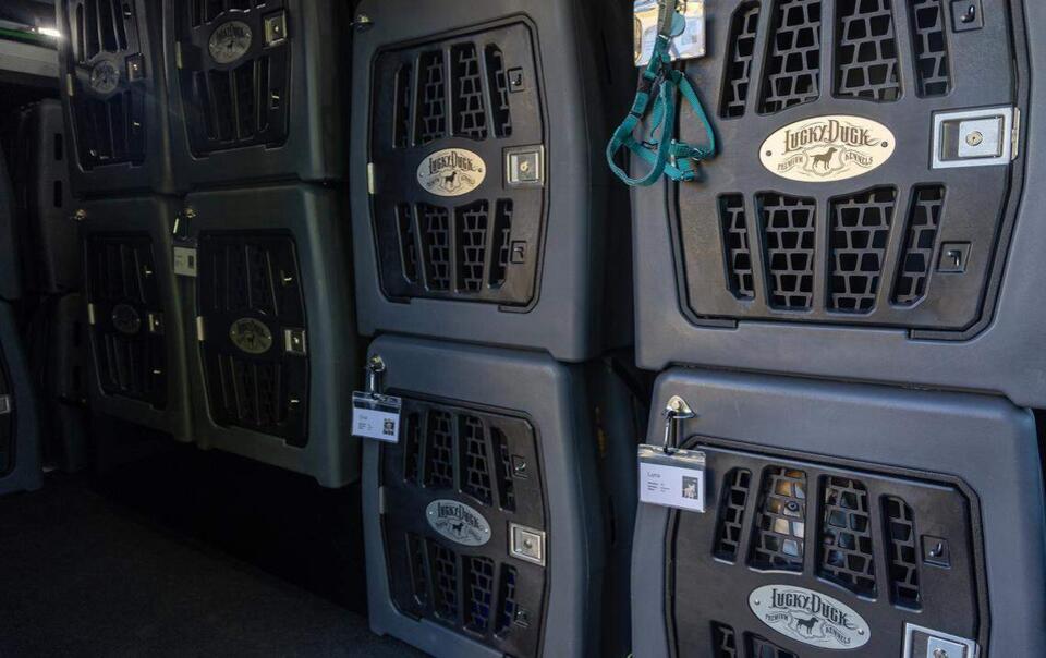 Boise’s Bark Bus brings dog adventures to life