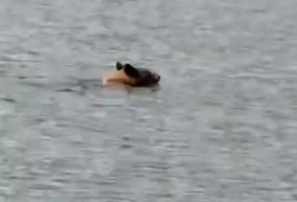 Bear takes a summer swim at Lucky Peak