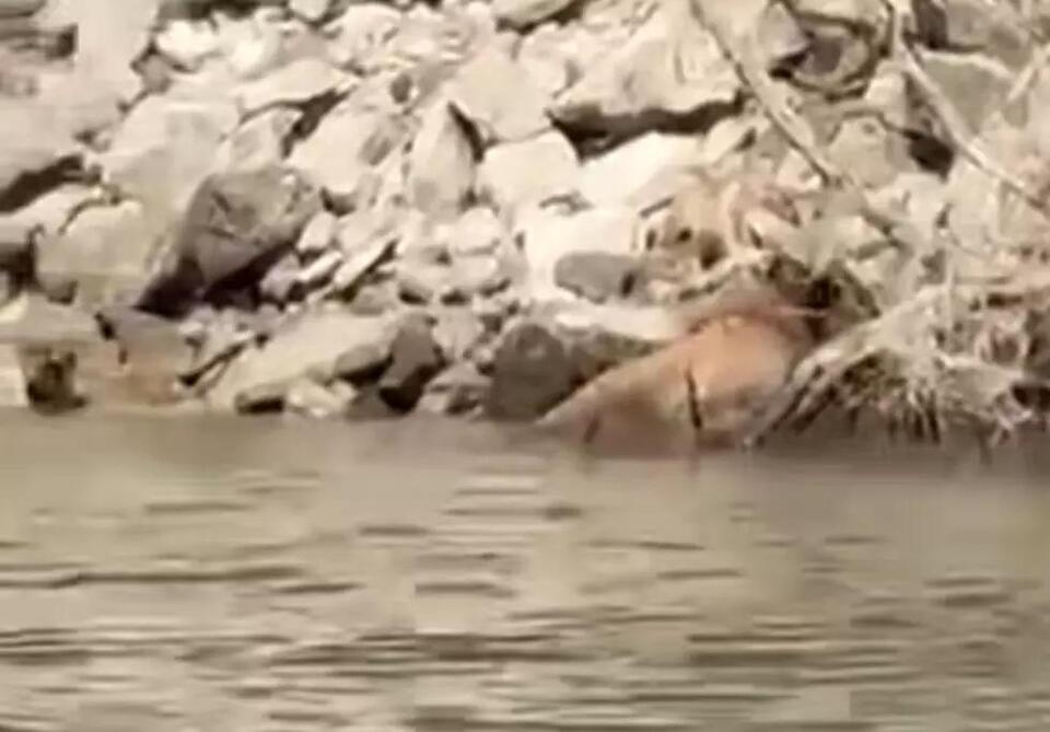Bear takes a summer swim at Lucky Peak