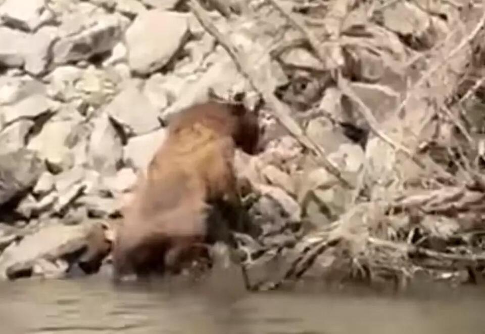 Bear takes a summer swim at Lucky Peak