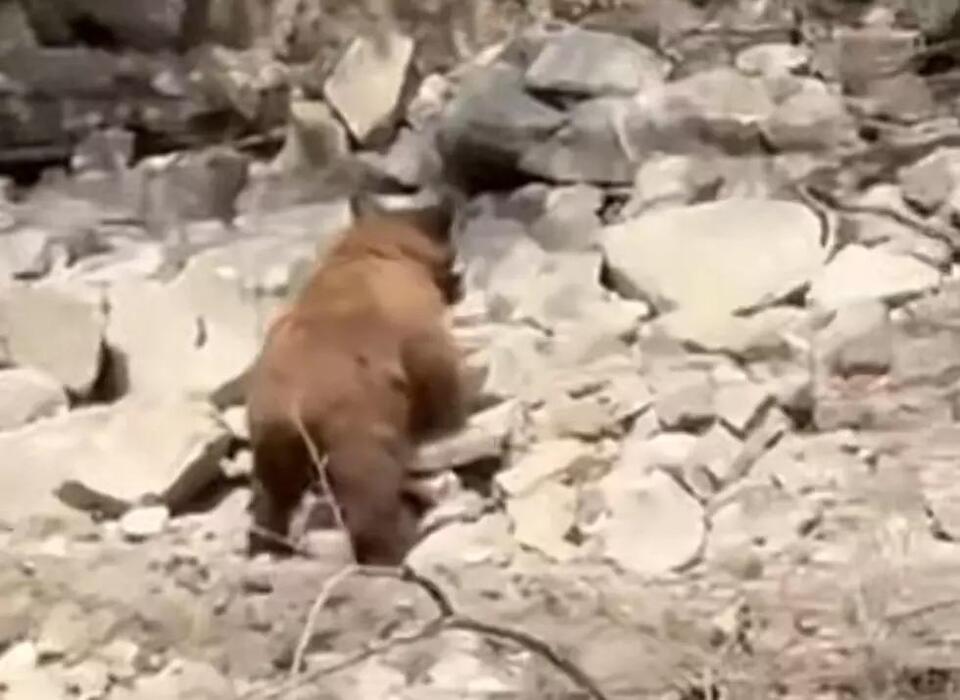 Bear takes a summer swim at Lucky Peak