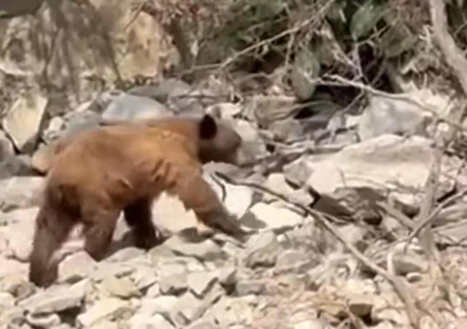 Bear takes a summer swim at Lucky Peak
