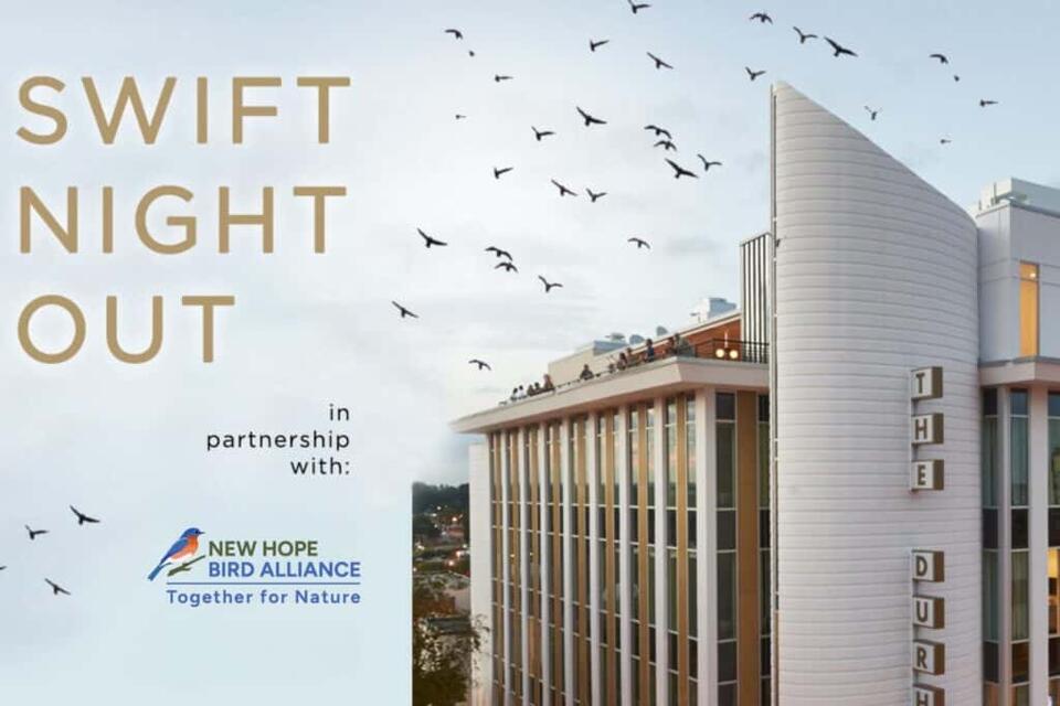 Chimney swifts light up Durham’s skyline