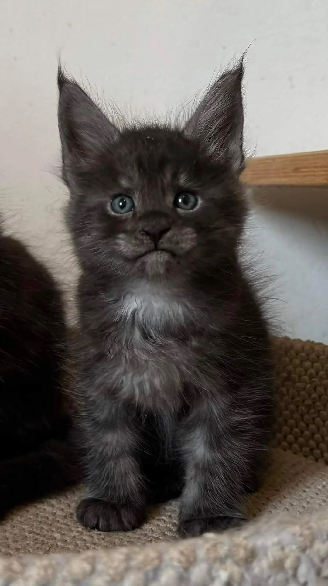 Théoden turned 1 year old