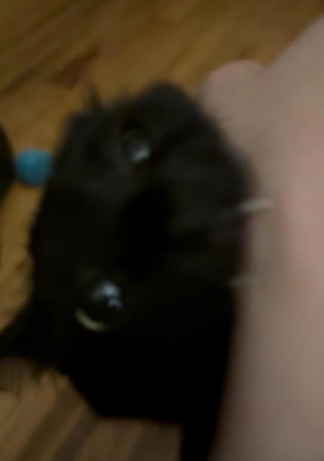 The last thing you see before you die🤭