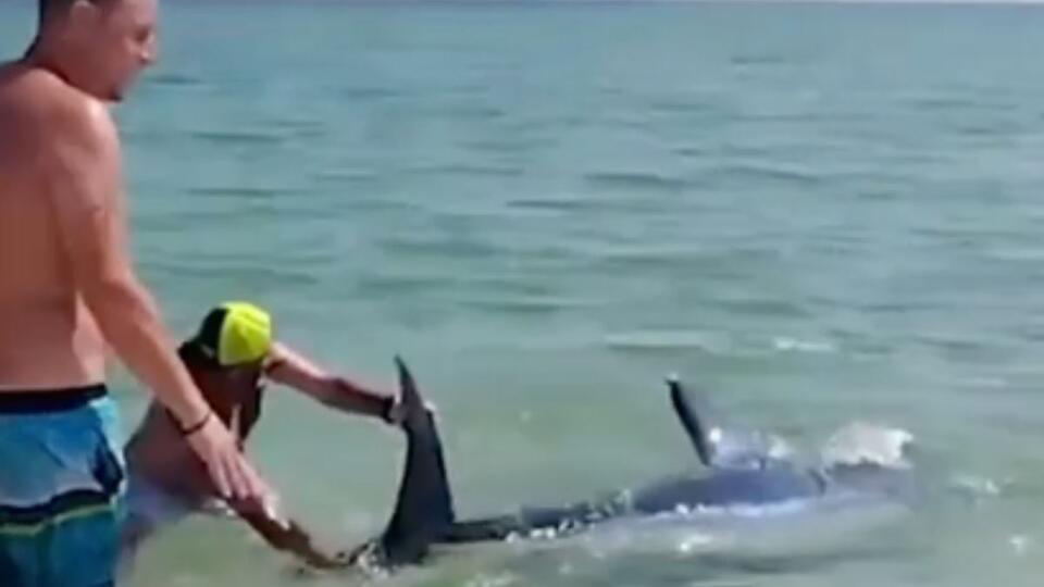 Shark rescue drama unfolds on Pensacola Beach
