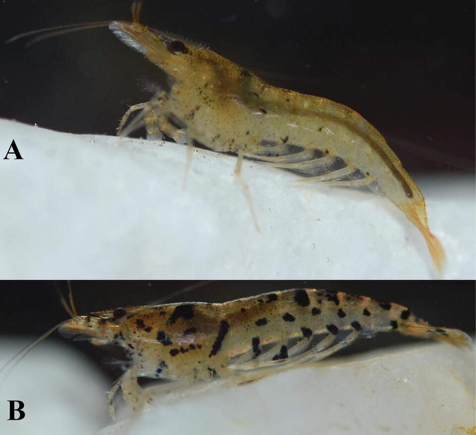 New Shrimp Species With Giant Eggs Discovered!