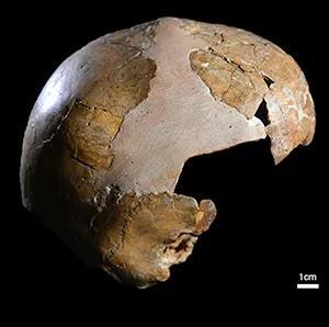 Neanderthal DNA: More Common Than We Thought?