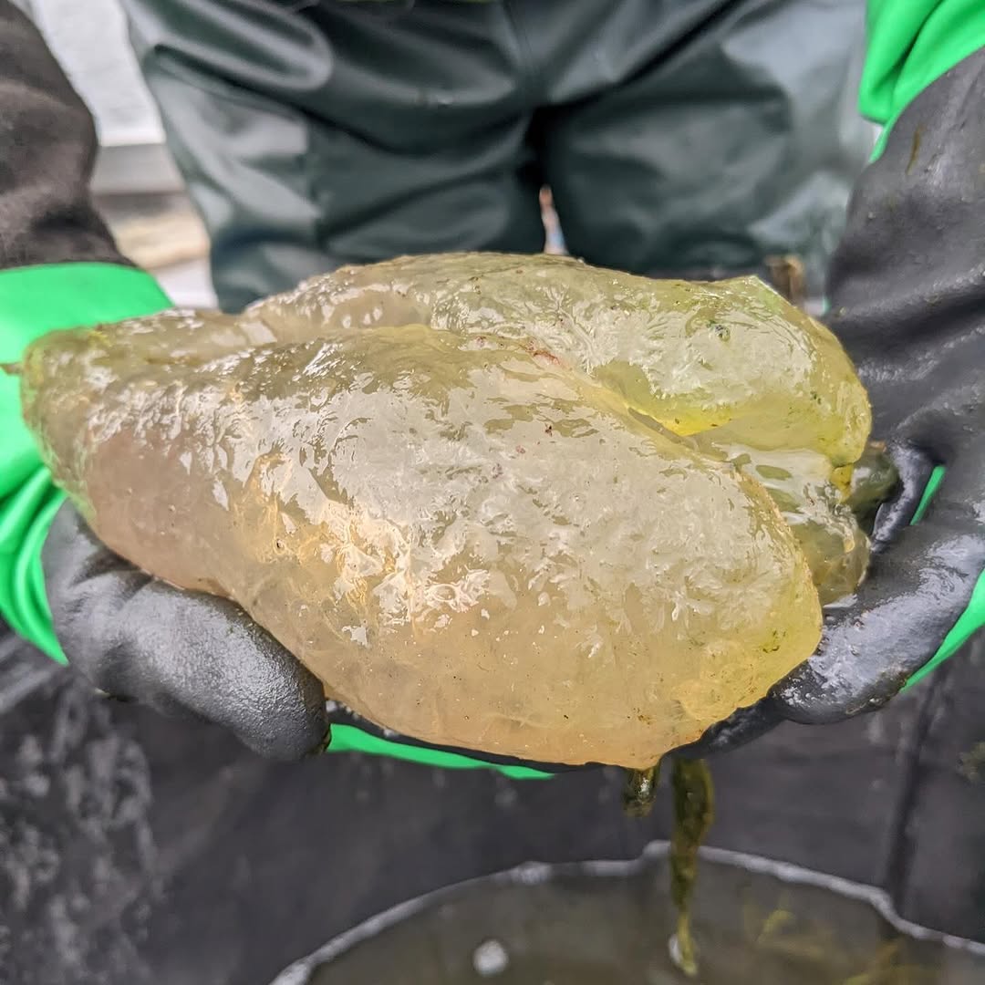 Lake Huron’s mysterious ‘gummy bear’ revealed