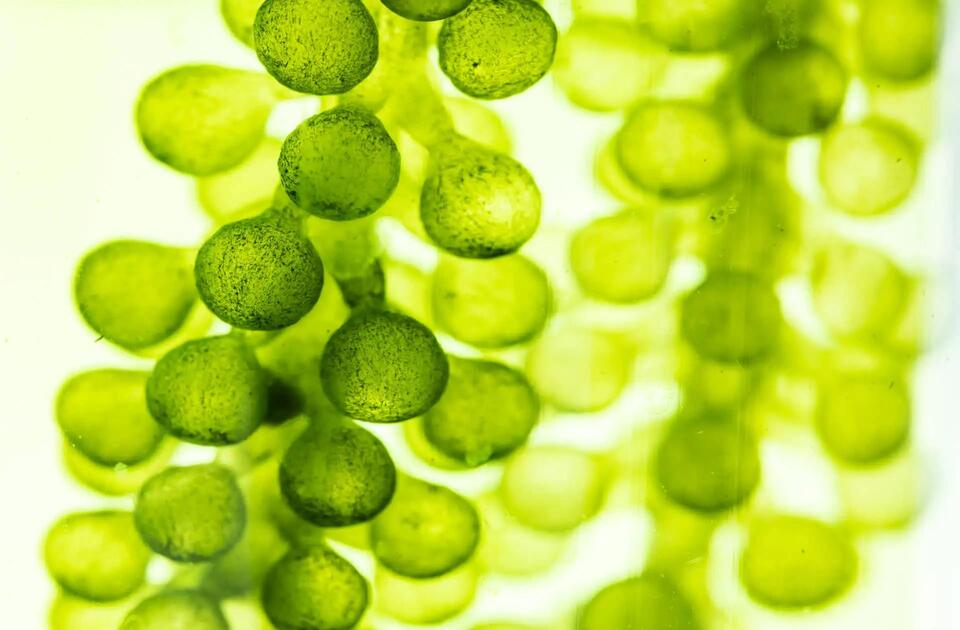 Algae Power: The Future of Blue Food Dye?
