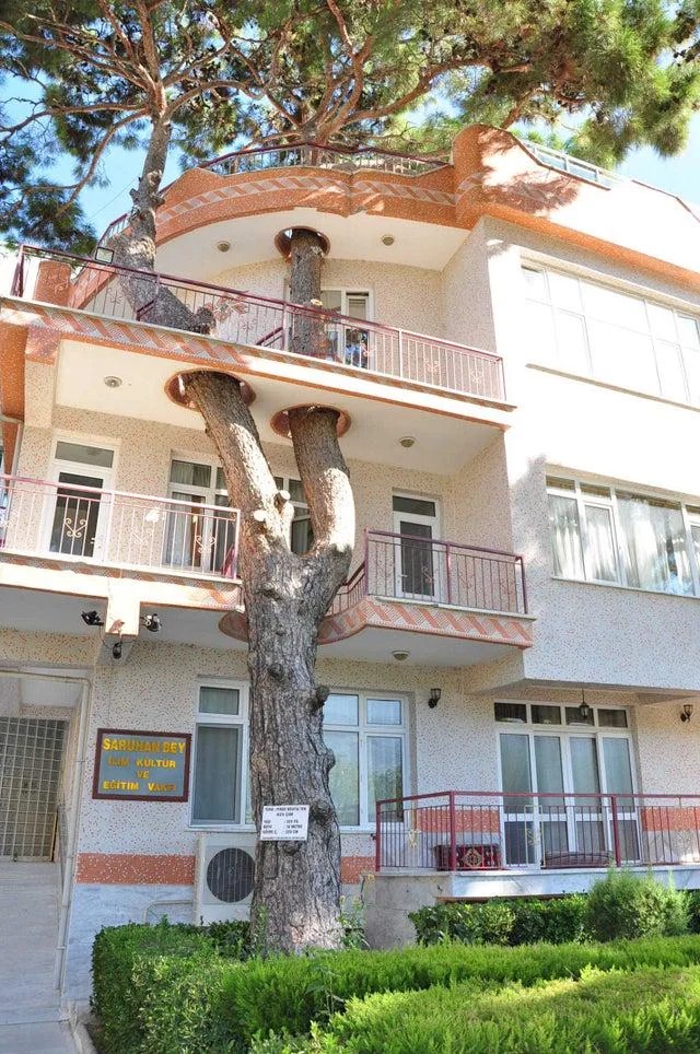 Building around a 330-year-old tree, Manisa, Turkey.