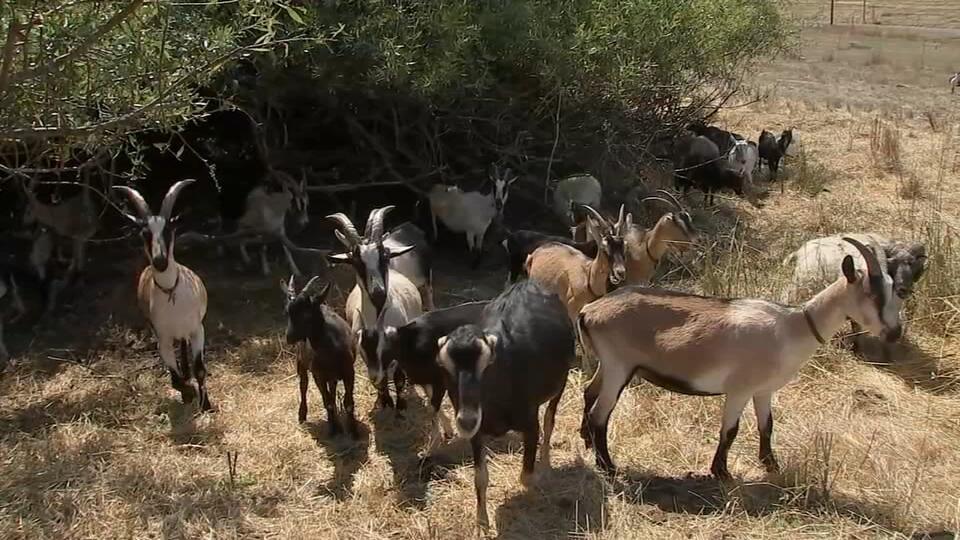 Marin’s fire-fighting herd faces heartbreaking loss