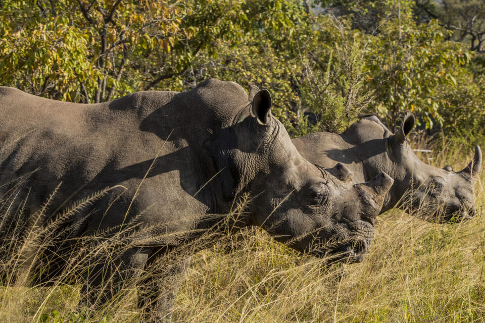 $18K for a Vacation?! Rwanda Tops the List