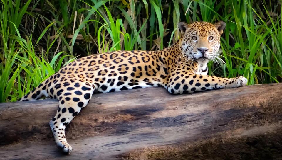 Jaguars Are Back After 50 Years!