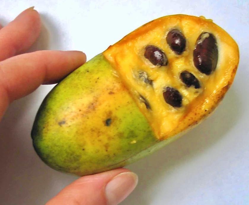 Albany’s pawpaw trees bring shade and fresh fruit