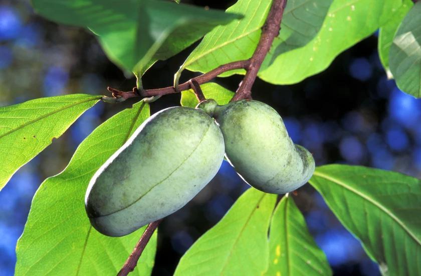 Albany’s pawpaw trees bring shade and fresh fruit