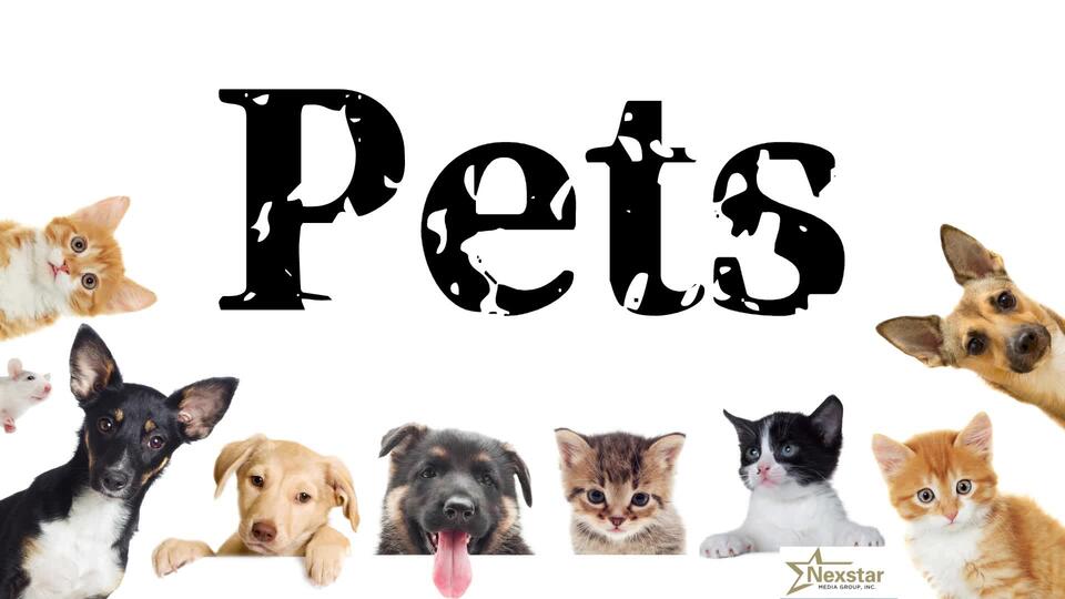 Meet the adorable pups behind NEWS10