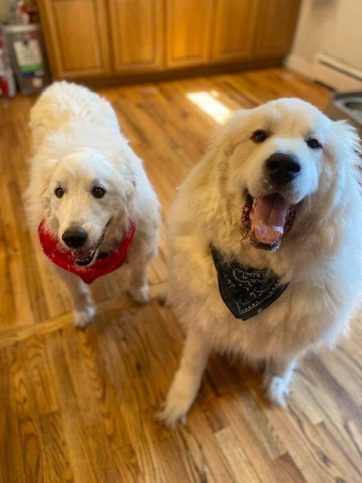 Meet the adorable pups behind NEWS10