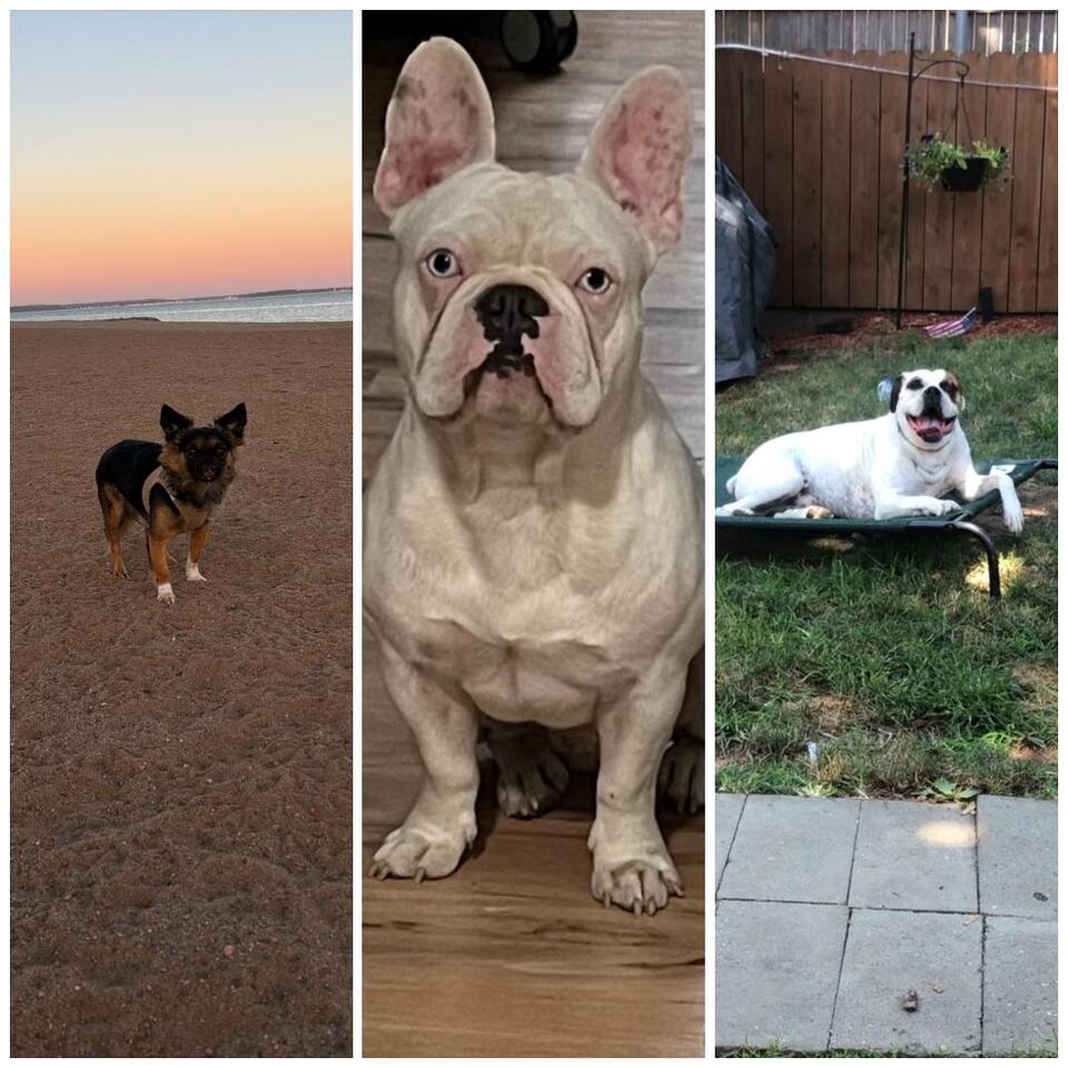 Meet the adorable pups behind NEWS10