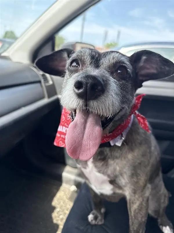 Meet the adorable pups behind NEWS10