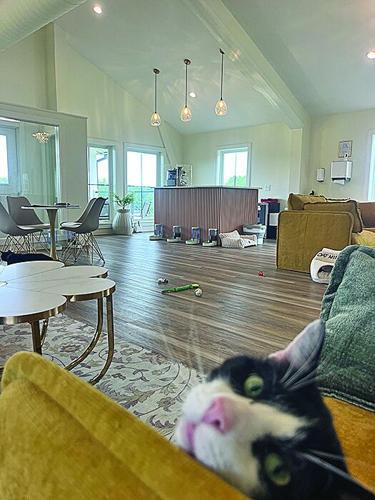 Chapel Hill’s cat café gives shelter pets a second chance