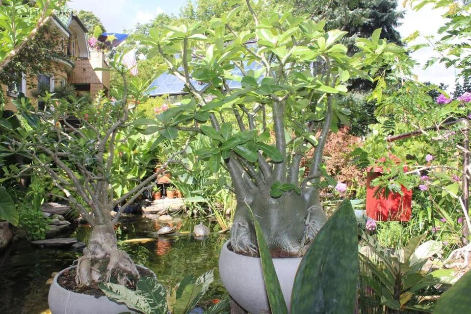 Inside Schorsch Village’s magical backyard oasis